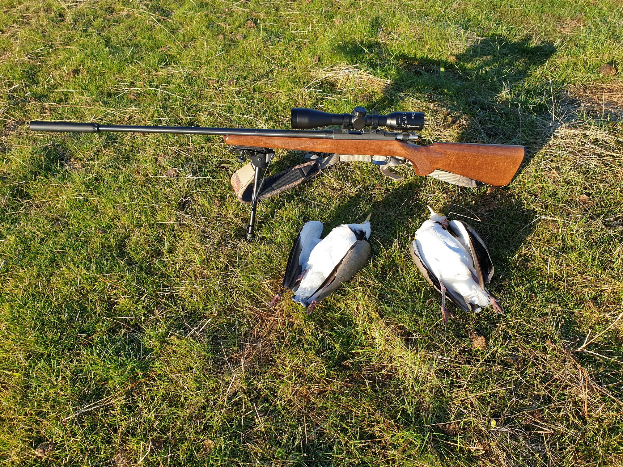 Name:  Plovers  11.jpg
Views: 990
Size:  1.84 MB