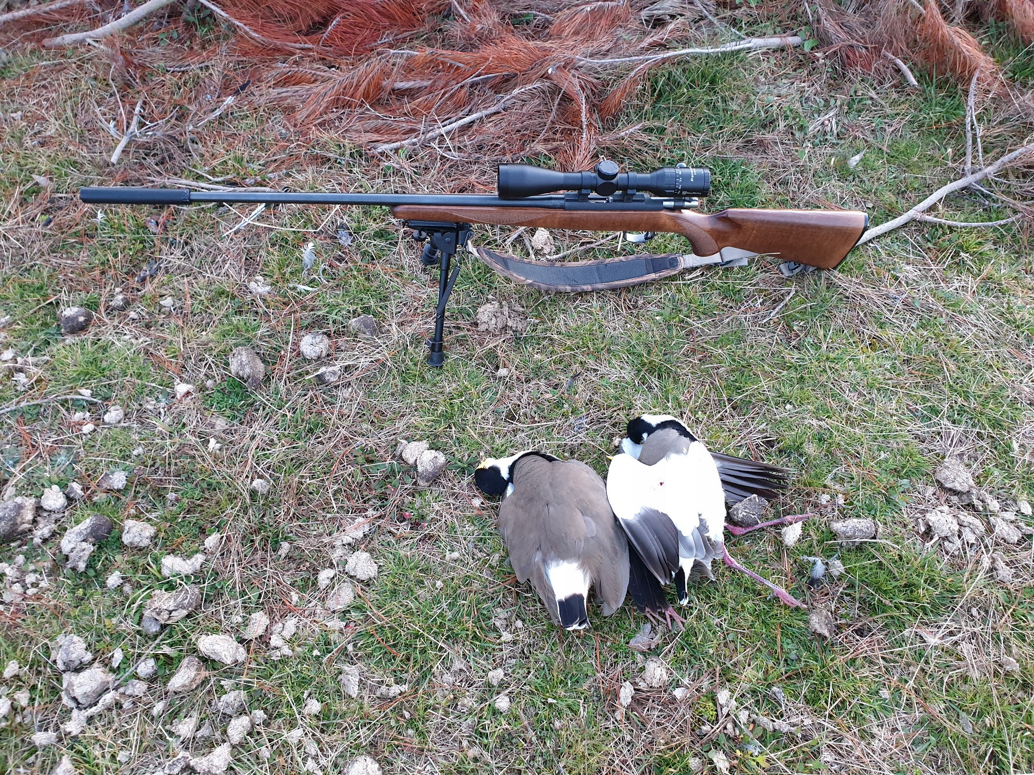 Name:  Plovers  12.jpg
Views: 1045
Size:  1.67 MB