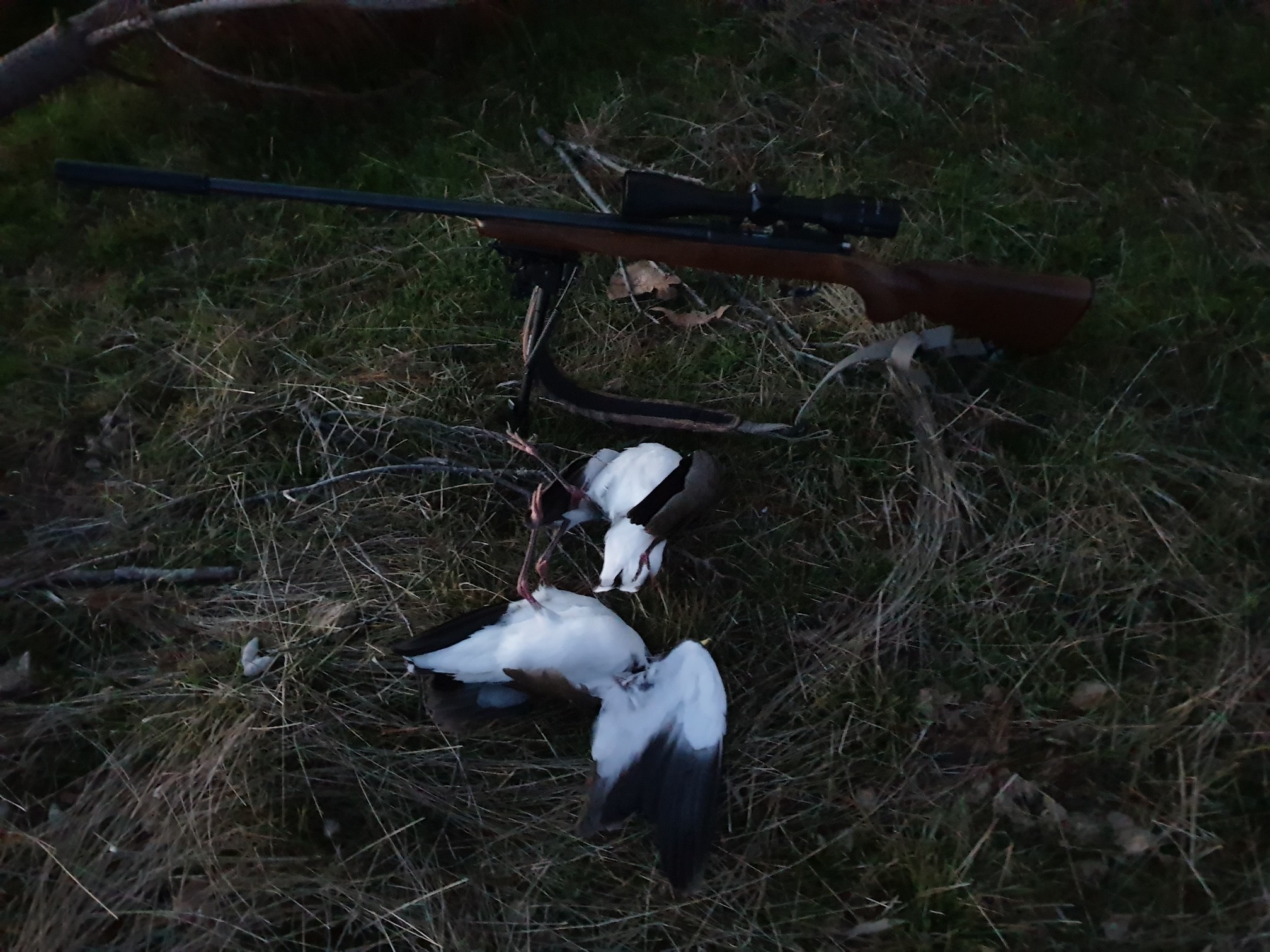 Name:  Plovers  13.jpg
Views: 925
Size:  663.5 KB