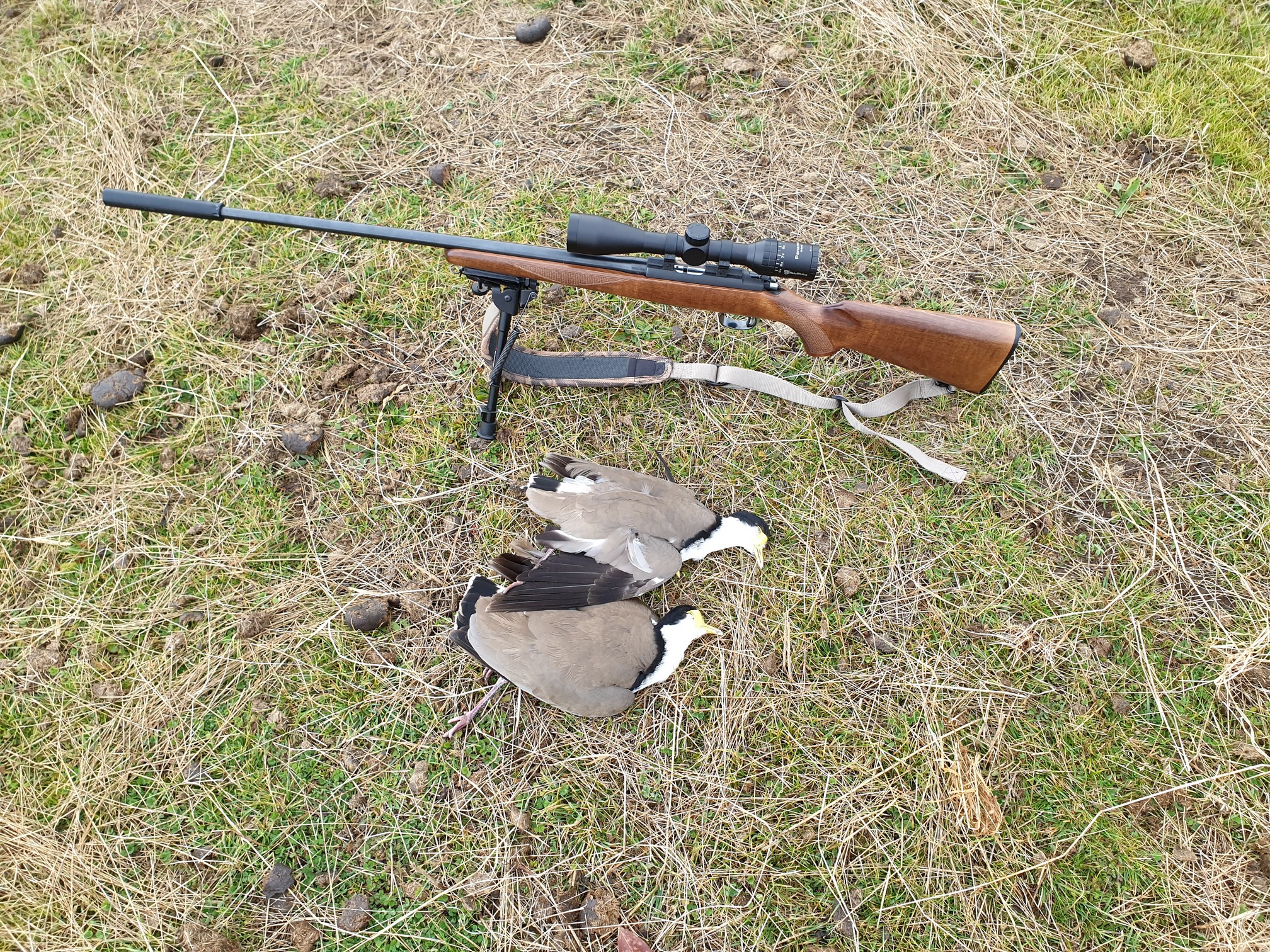 Name:  Plovers  14.jpg
Views: 915
Size:  1.82 MB