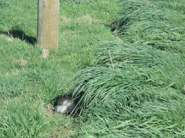 Name:  picture 01 3913.jpg
Views: 279
Size:  163.8 KB