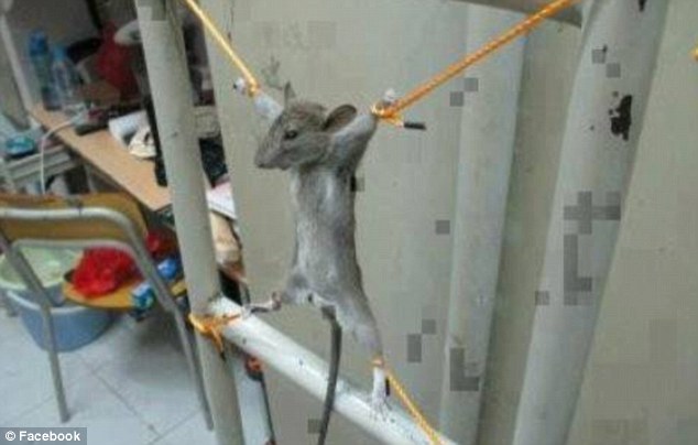 Name:  6A33FEAC-944B-4A3C-AE09-8E6A48530BA5.jpeg
Views: 182
Size:  50.4 KB
