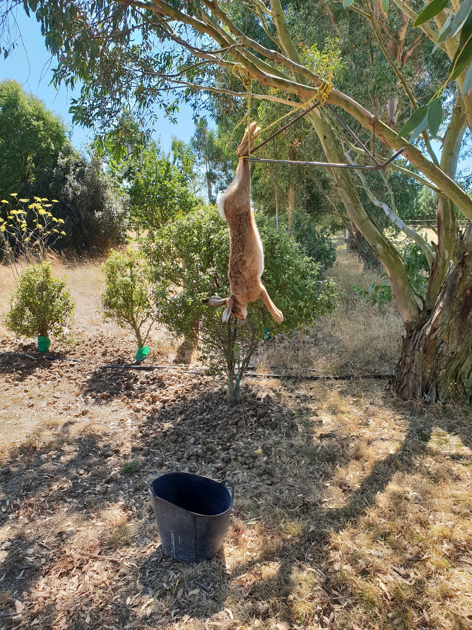 Name:  Hare  1.jpg
Views: 457
Size:  1.62 MB