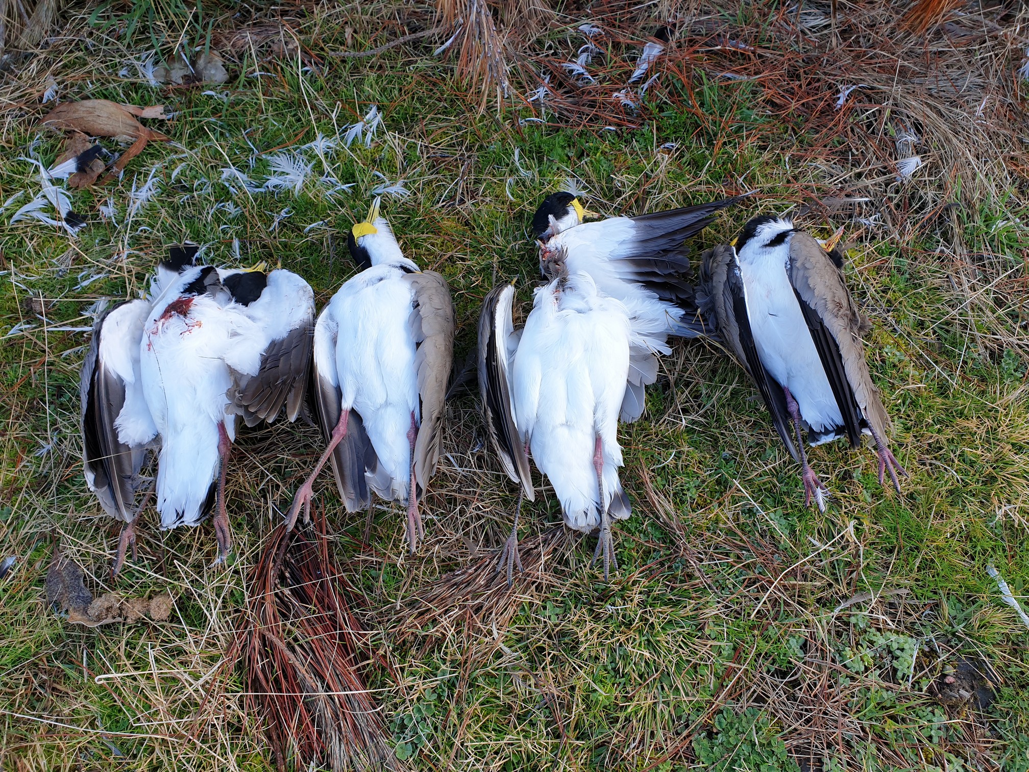 Name:  Plover 04.jpg
Views: 216
Size:  1.57 MB