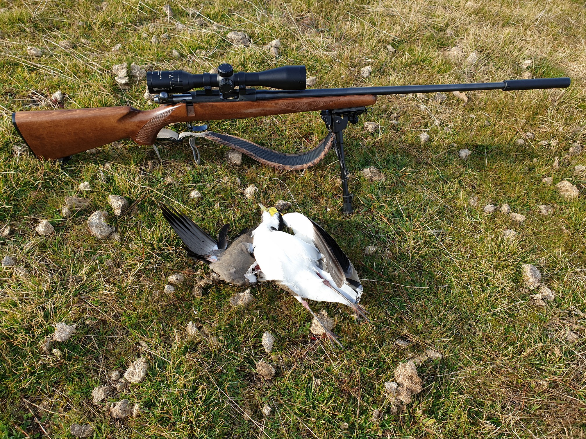 Name:  Plover 05.jpg
Views: 228
Size:  1.76 MB