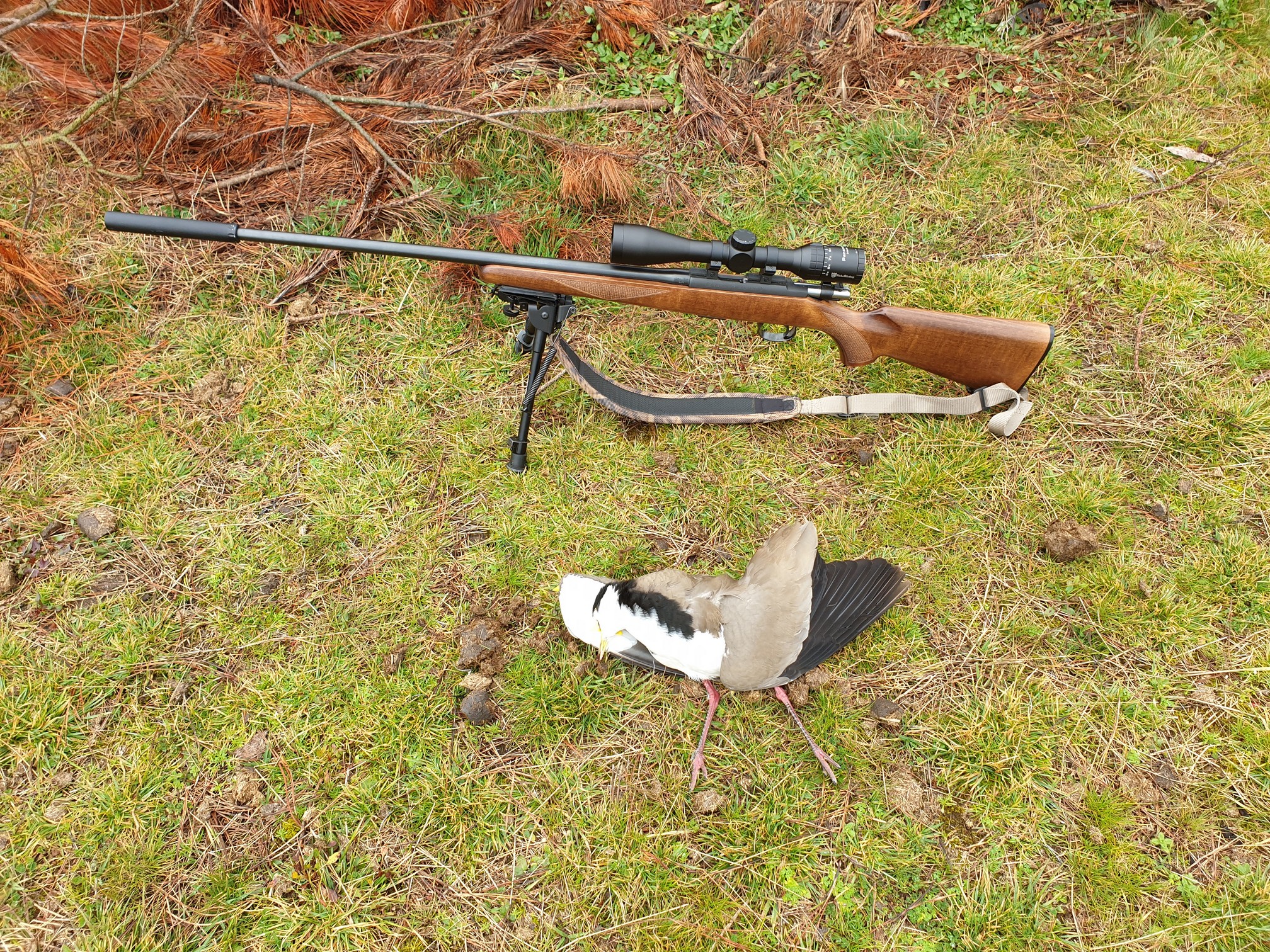 Name:  Plover 16.jpg
Views: 223
Size:  1.85 MB