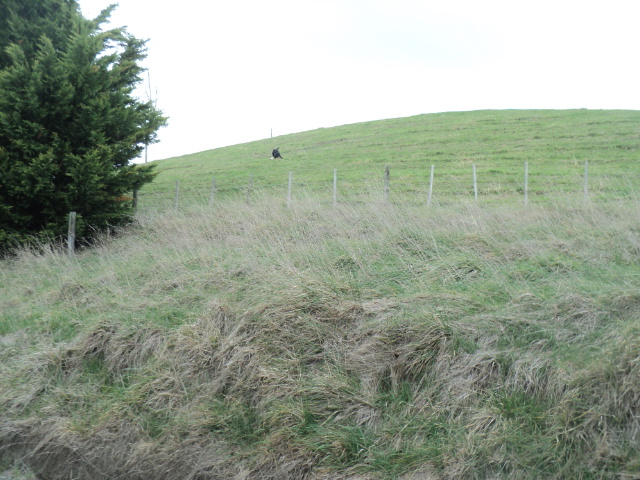 Name:  picture 01 4001.jpg
Views: 204
Size:  164.6 KB