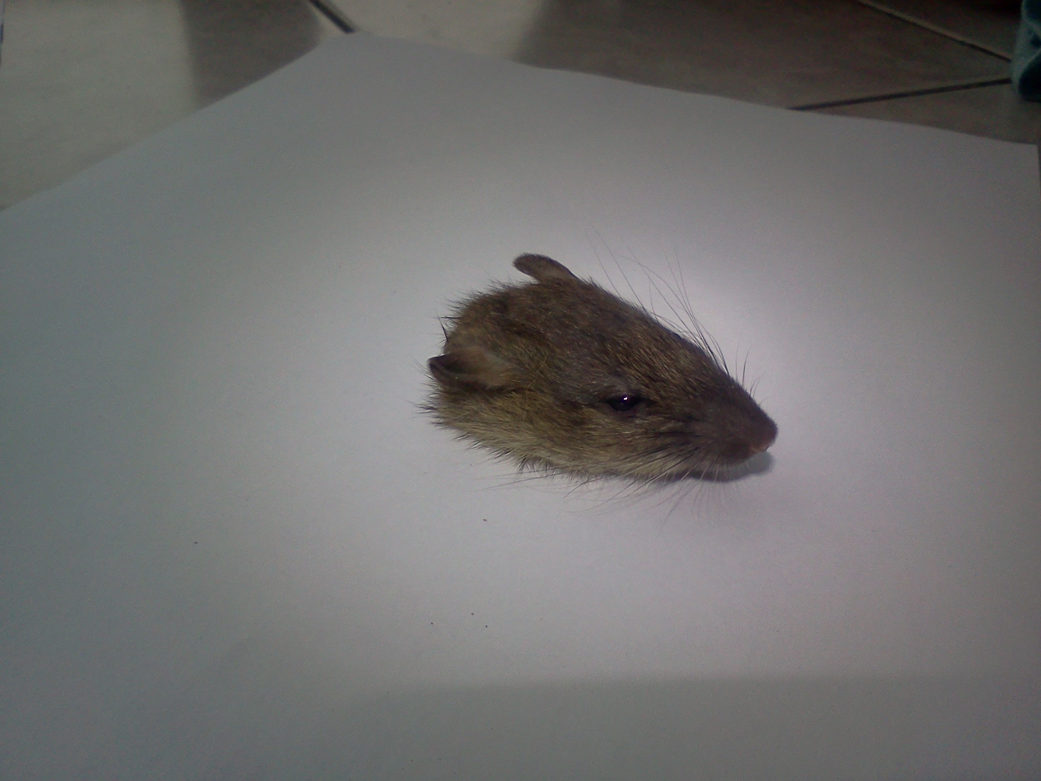 Name:  rat head.jpg
Views: 435
Size:  447.2 KB