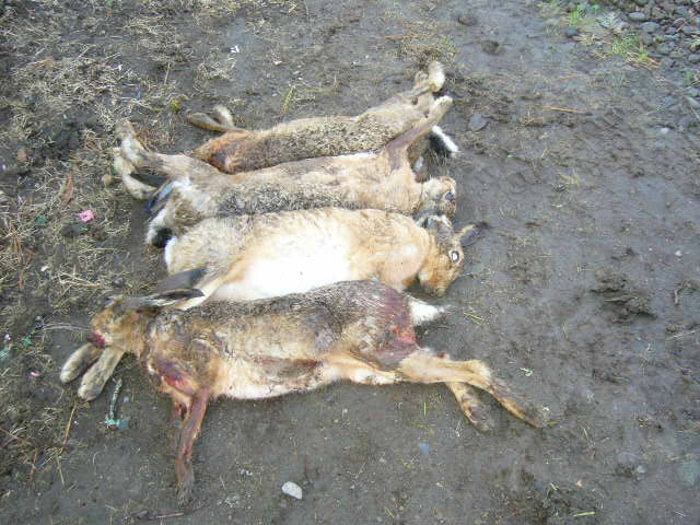 Name:  Sierra 039.jpg
Views: 547
Size:  62.6 KB