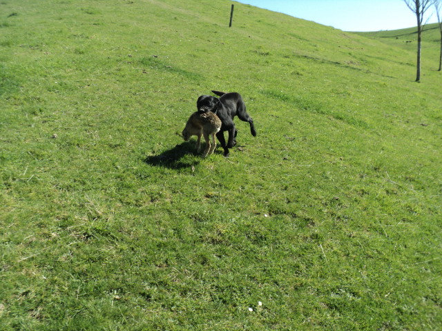 Name:  picture 01 4109.jpg
Views: 339
Size:  163.7 KB