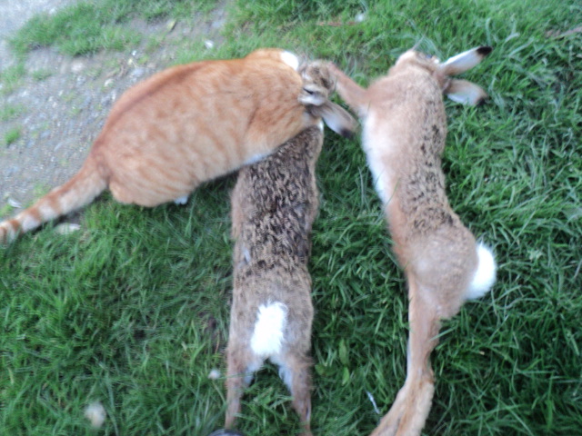 Name:  picture 01 4111.jpg
Views: 366
Size:  163.8 KB