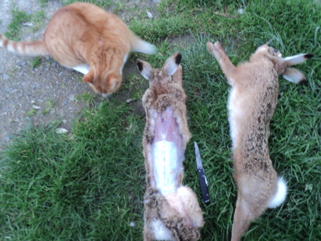 Name:  picture 01 4112.jpg
Views: 348
Size:  164.3 KB