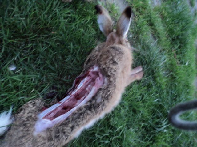 Name:  picture 01 4113.jpg
Views: 322
Size:  165.0 KB