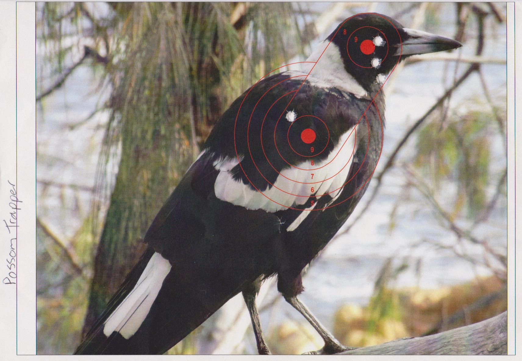 Name:  Target possom trappers magpie.jpg
Views: 364
Size:  288.5 KB