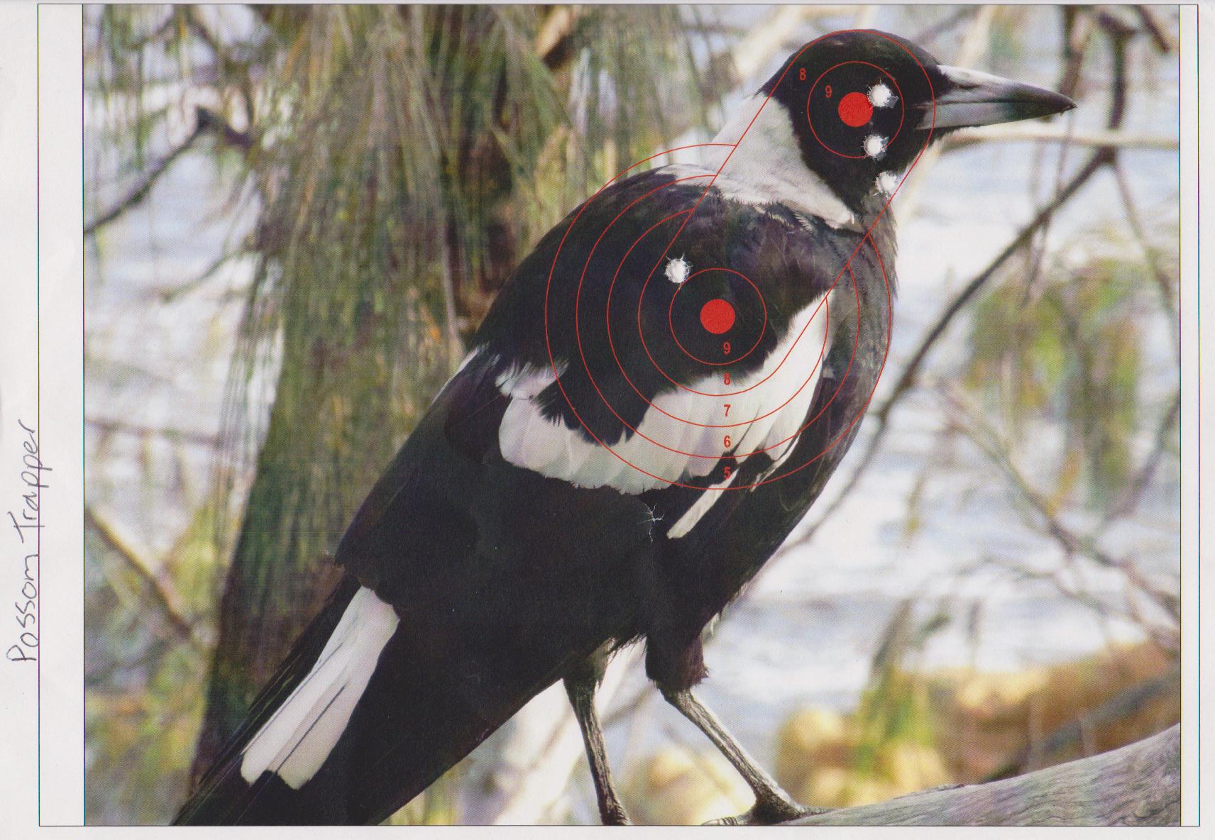 Name:  Target possom trappers magpie.jpg
Views: 317
Size:  288.5 KB