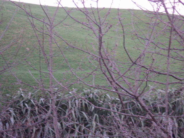 Name:  picture 01 4162.jpg
Views: 212
Size:  165.2 KB