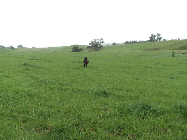 Name:  picture 01 4224.jpg
Views: 258
Size:  164.5 KB