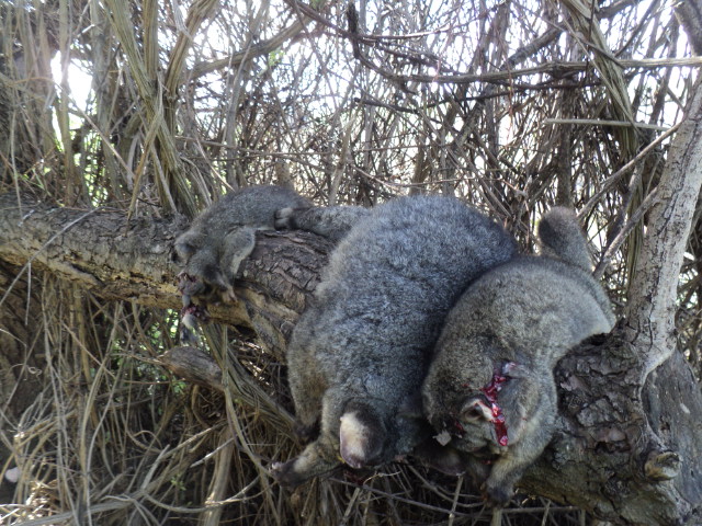 Name:  picture 01 4174.jpg
Views: 248
Size:  164.2 KB