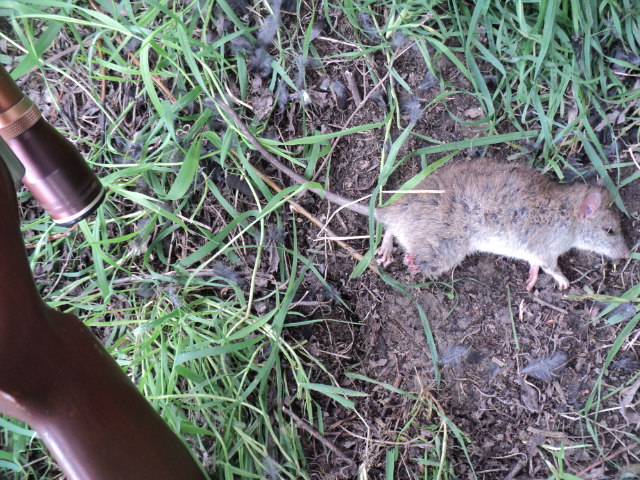 Name:  picture 01 4239.jpg
Views: 460
Size:  164.2 KB