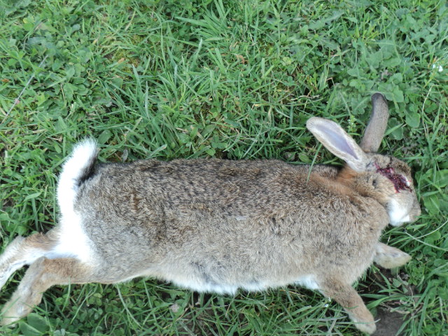 Name:  picture 01 4250.jpg
Views: 249
Size:  163.5 KB