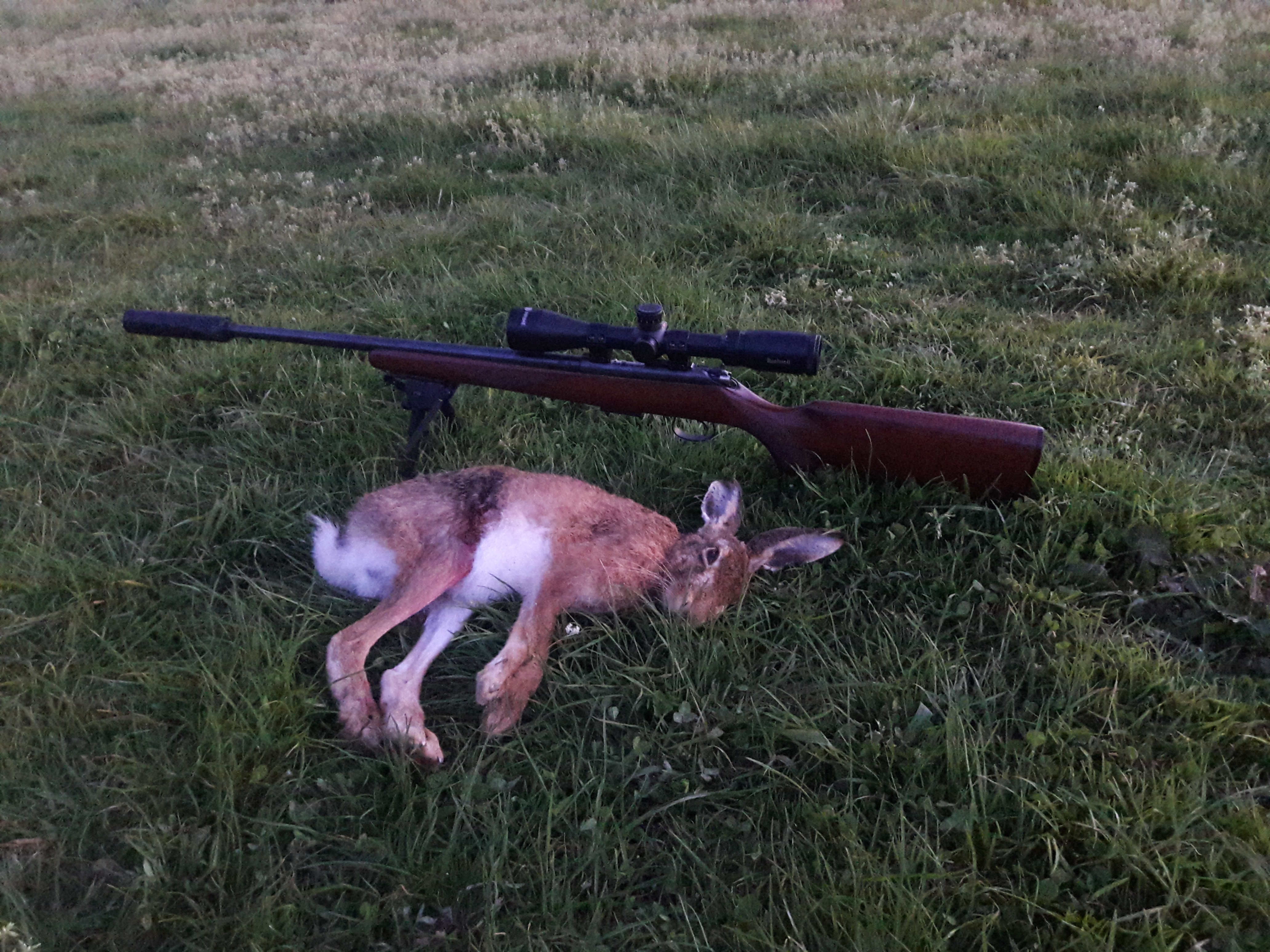 Name:  17HMR HARE.jpg
Views: 327
Size:  4.74 MB