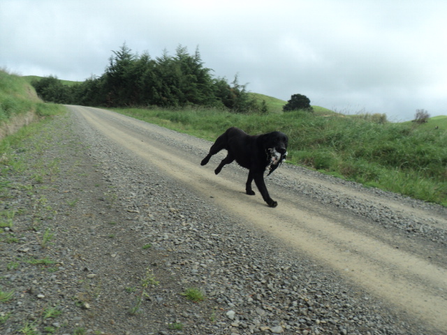 Name:  picture 01 4268.jpg
Views: 332
Size:  165.0 KB