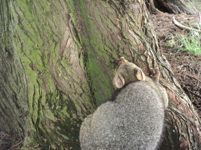 Name:  picture 01 4278.jpg
Views: 316
Size:  164.2 KB