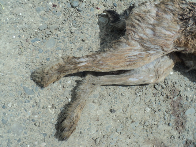 Name:  picture 01 4295.jpg
Views: 340
Size:  164.5 KB