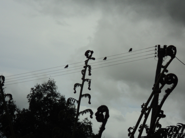 Name:  picture 01 4381.jpg
Views: 316
Size:  161.7 KB