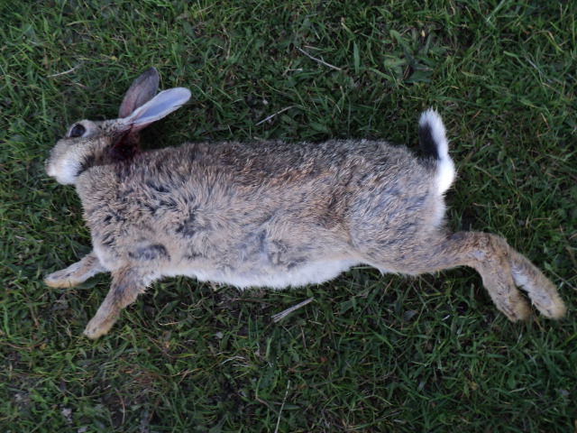 Name:  picture 01 4421.jpg
Views: 277
Size:  163.0 KB