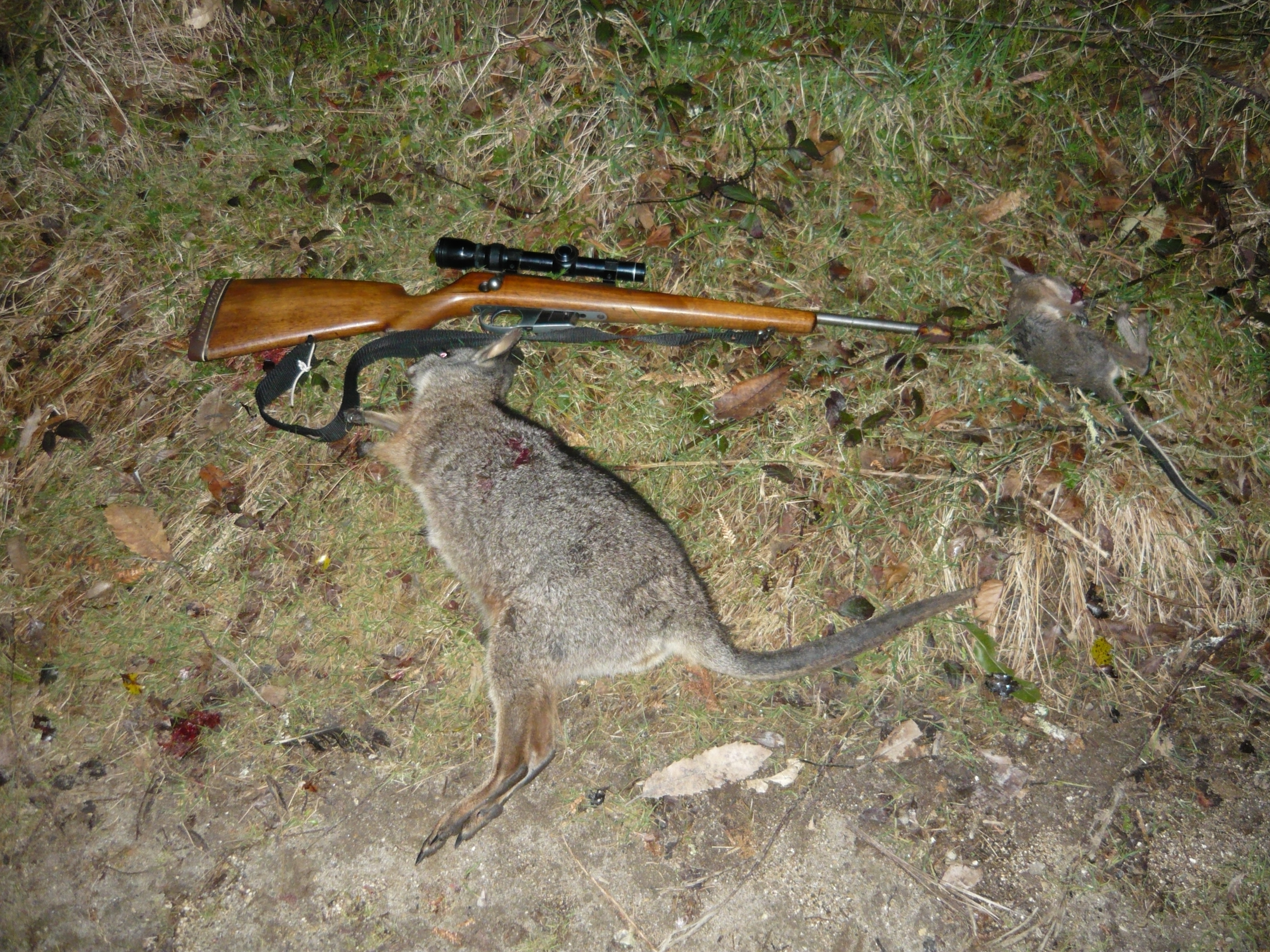 Name:  Wallaby with the 22 KHornet Rotoehu.JPG
Views: 1360
Size:  3.65 MB