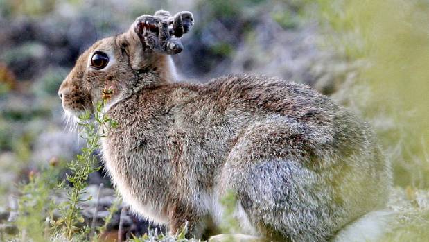 Name:  signs of rabbit calci virus.jpg
Views: 366
Size:  44.6 KB