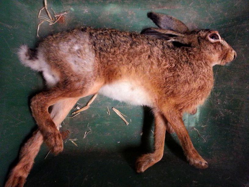 Name:  hare.jpg
Views: 387
Size:  109.3 KB
