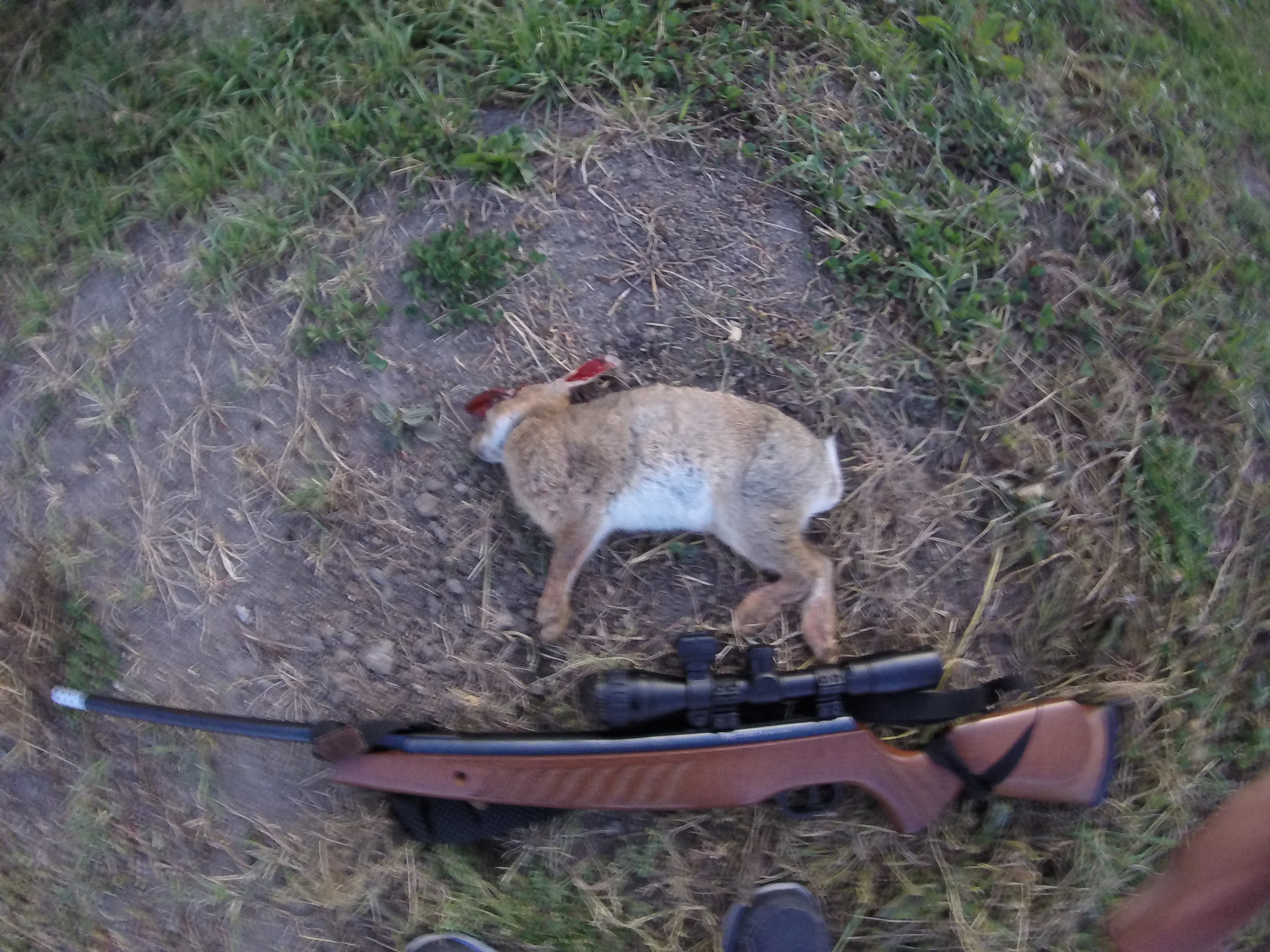 Name:  gun.JPG
Views: 235
Size:  2.56 MB