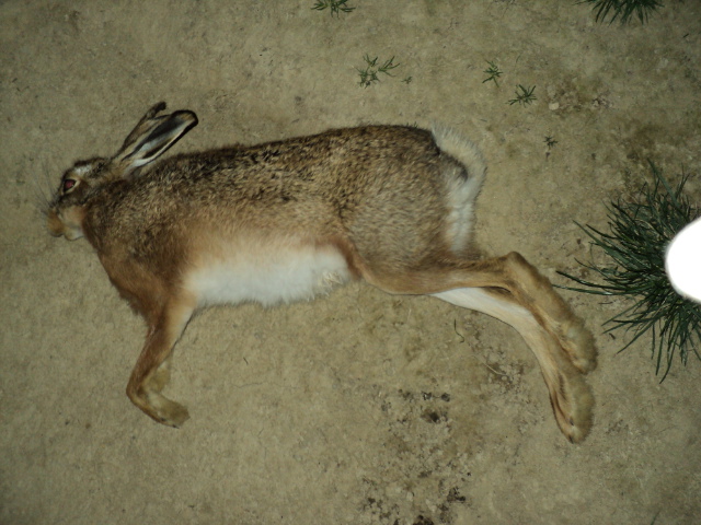 Name:  picture 2131.jpg
Views: 339
Size:  162.6 KB