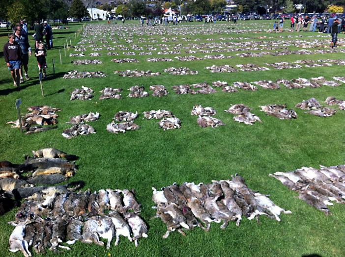 Name:  11_bunny_hunt_results.jpg
Views: 7009
Size:  102.4 KB
