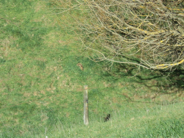 Name:  picture 2152.jpg
Views: 360
Size:  163.5 KB