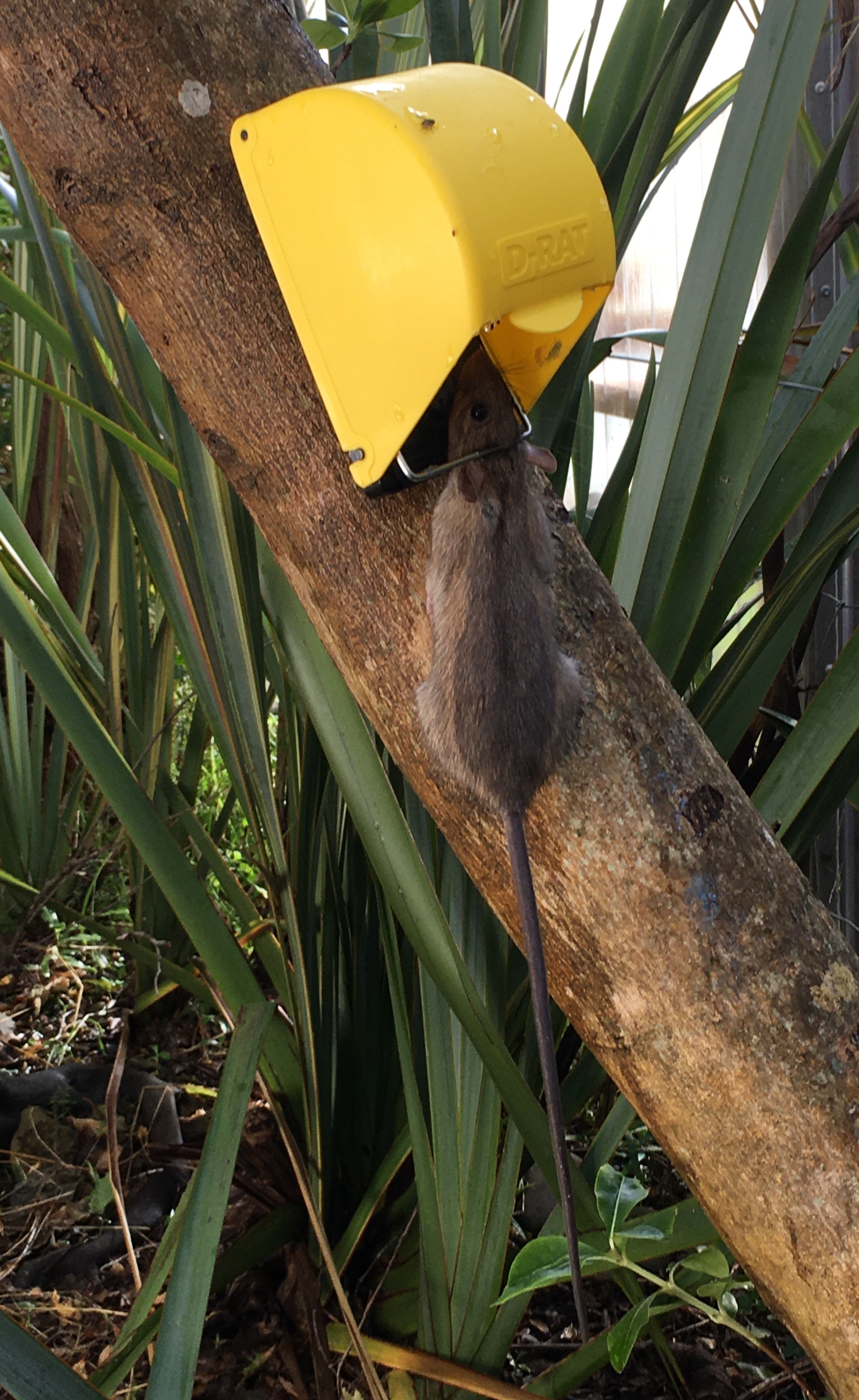 Name:  D-Rat 29 March high res.jpg
Views: 400
Size:  1.91 MB