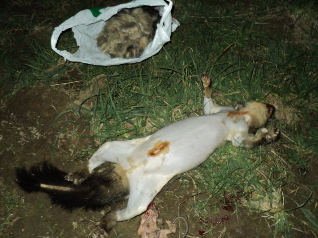 Name:  picture 2158.jpg
Views: 367
Size:  164.2 KB