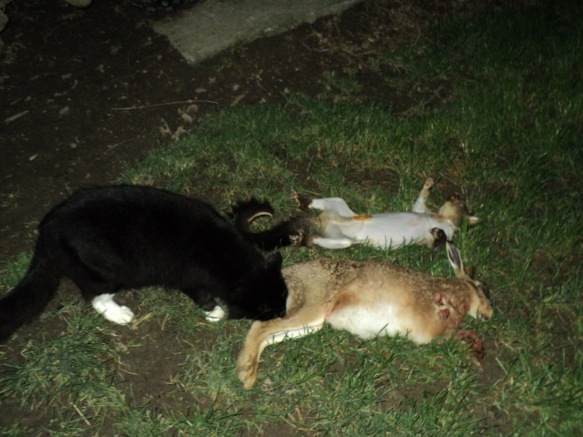 Name:  picture 2159.jpg
Views: 330
Size:  163.5 KB