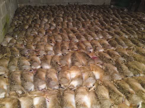 Name:  got a few hares tonight.jpg
Views: 601
Size:  69.9 KB
