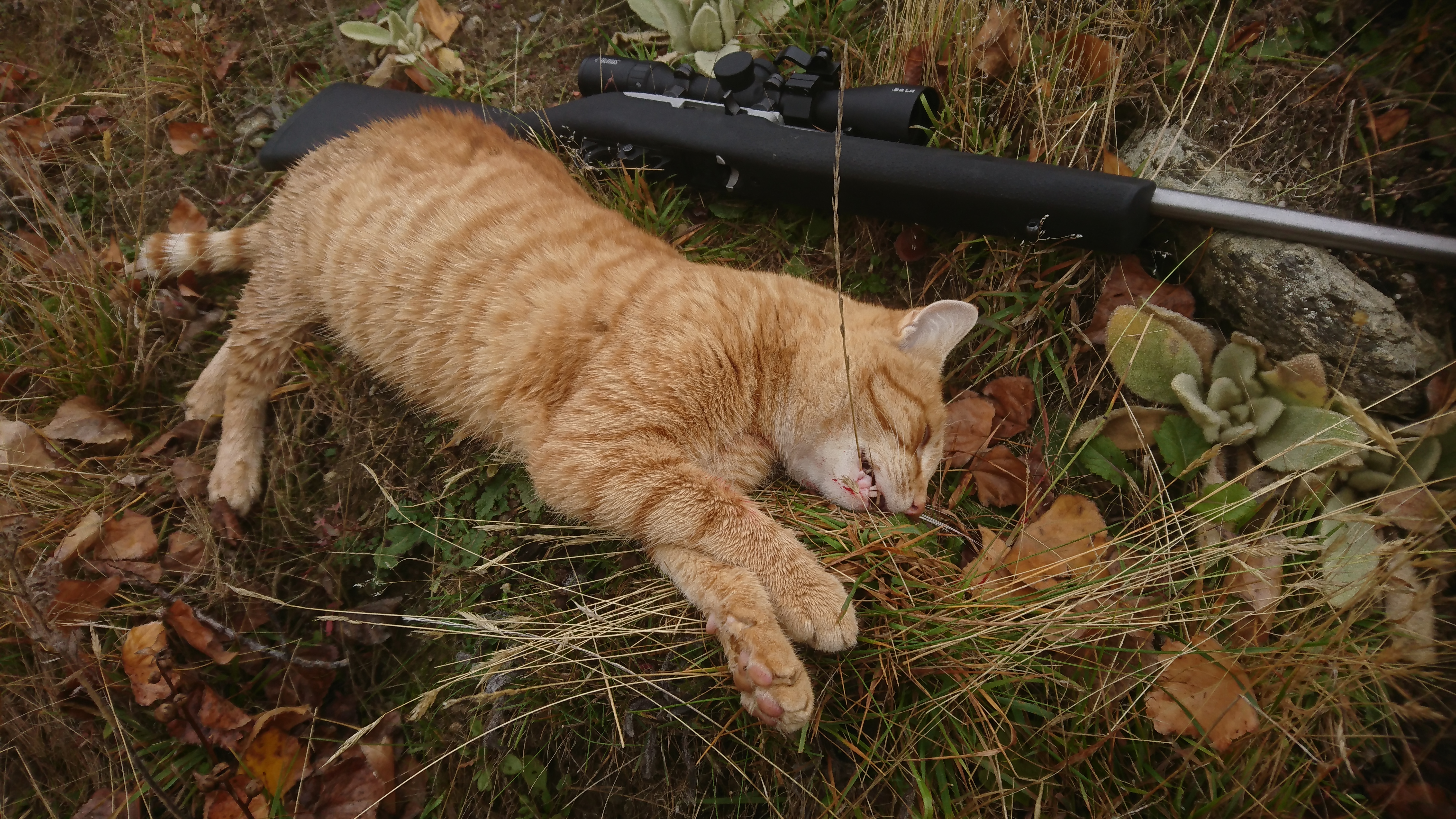Name:  DSC_0156.JPG
Views: 409
Size:  8.82 MB