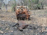 Name:  Horse NT.jpg
Views: 280
Size:  5.8 KB