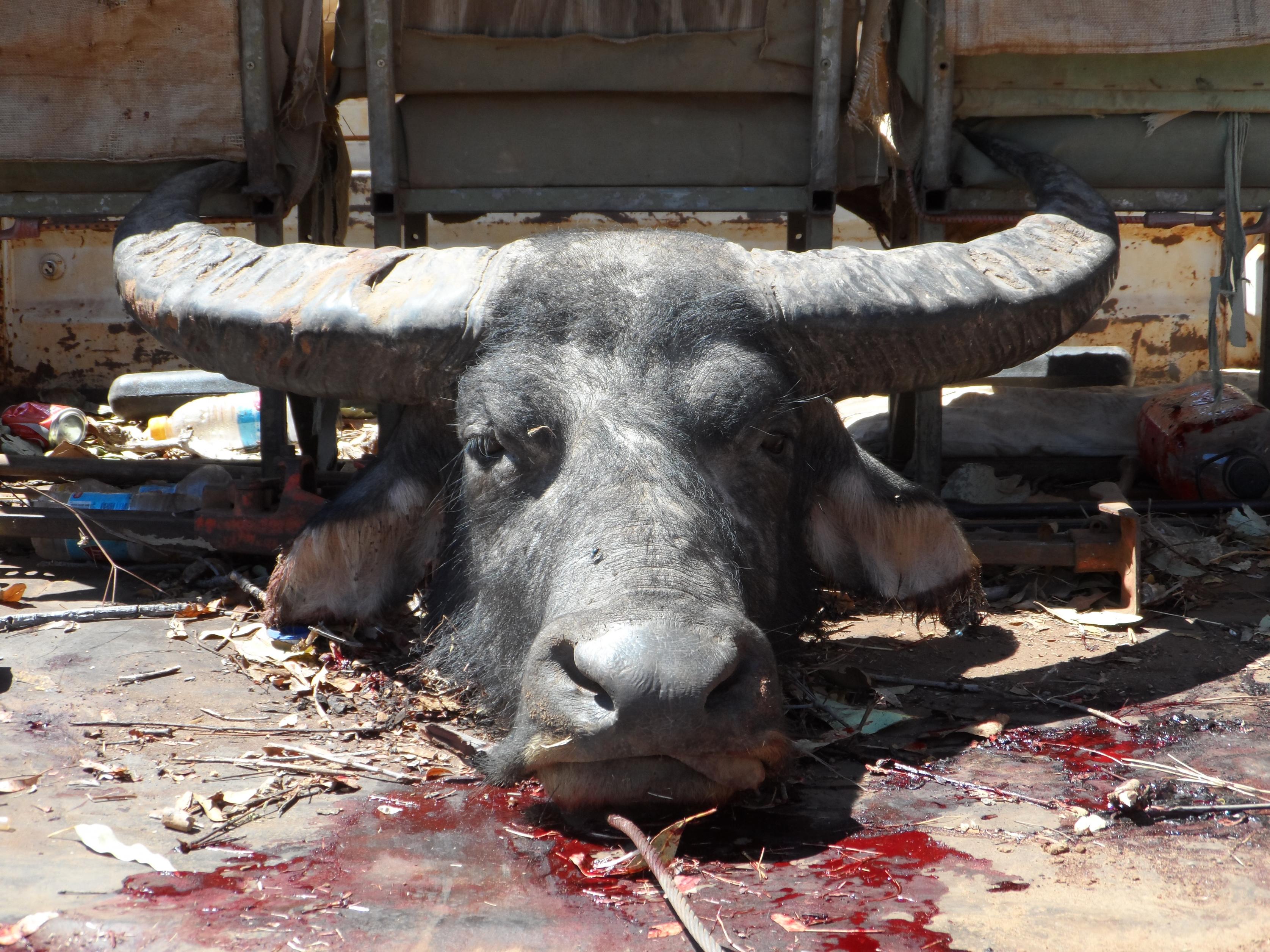 Name:  2013 hunt 021.jpg
Views: 600
Size:  1.05 MB
