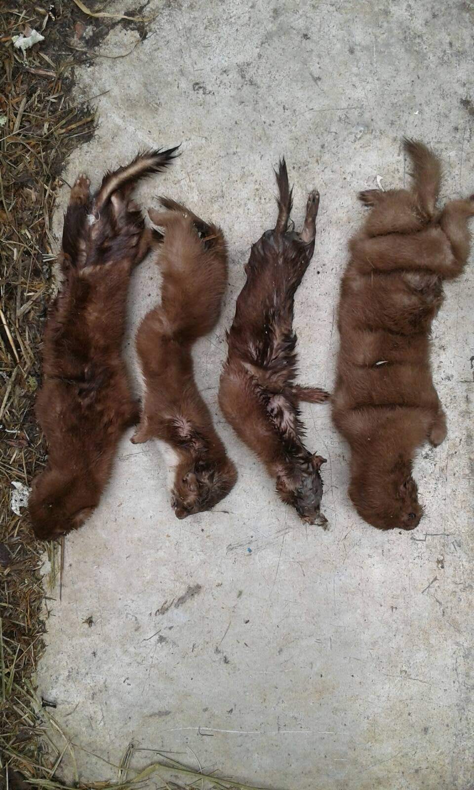 Name:  4 Weasels.jpg
Views: 224
Size:  223.8 KB