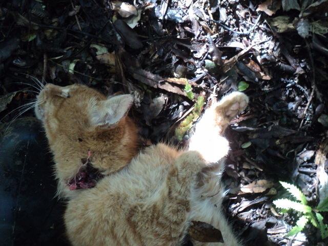 Name:  picture 01 995.jpg
Views: 447
Size:  162.8 KB