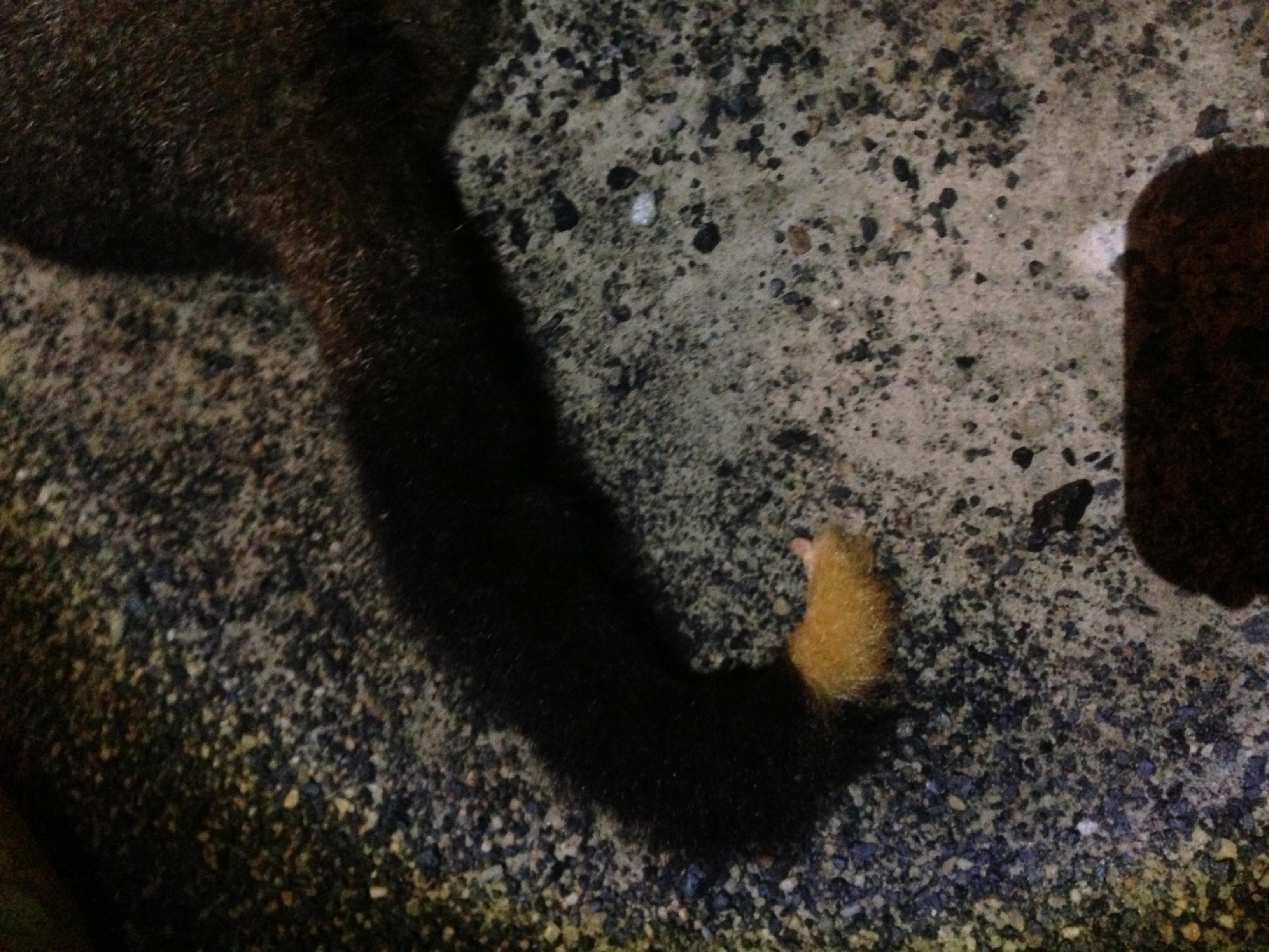 Name:  Possum.jpg
Views: 397
Size:  734.2 KB