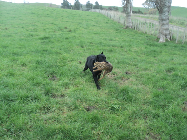 Name:  picture 01 1328.jpg
Views: 357
Size:  164.9 KB
