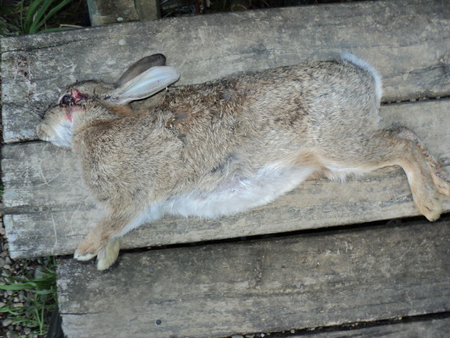 Name:  picture 2223.jpg
Views: 276
Size:  163.6 KB