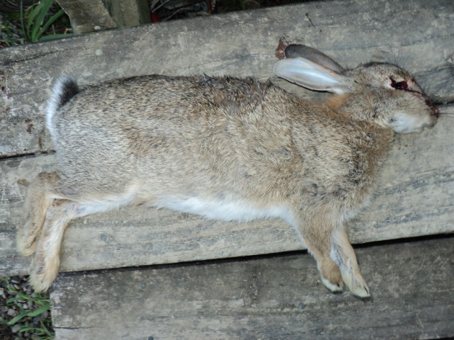 Name:  picture 2224.jpg
Views: 296
Size:  164.1 KB